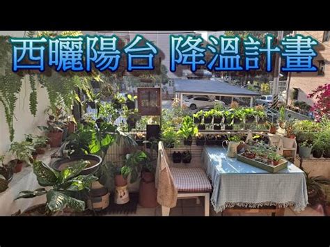 陽台西曬|《西曬陽台大型植物指南：打造室內綠洲的完美選擇》